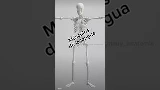 musculosdelalengua medicinauy anatomy medicina anatomia anatomiahumana medstudent [upl. by Otrebire]