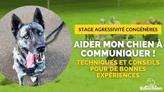 Aider mon Chien AGRESSIF CONGÉNÈRES à Communiquer  Techniques et Conseils rééducationcanine chien [upl. by Ailugram]