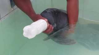 Baby Manatee Feeding [upl. by Leasa]