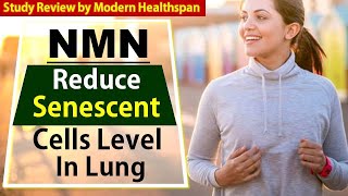 NMN Reduce Senescent Cells Level In Lung amp Restore Lung Function  Study Review [upl. by Livesay]