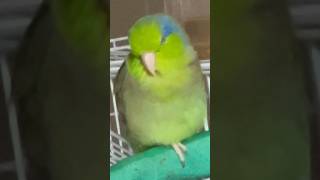 One leg stand 🤣🦜 birds parrotlet [upl. by Gebelein]