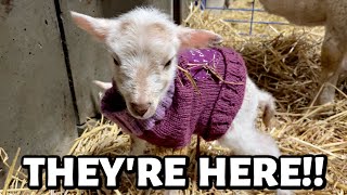 THEY HAVE ARRIVED winter lambing 2023 BEGINS  Vlog 738 [upl. by Gnidleif]