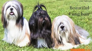 Long Haired Dog Breeds too Beautiful [upl. by Imeaj]