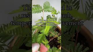 Try NOT to touch this plant sensitiveplant plants [upl. by Timus]