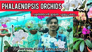 Phalaenopsis Orchid Replanting FLOWERING PLANT phalaenopsis ORCHID CARE REPOTTING in Malayalam [upl. by Einaeg]