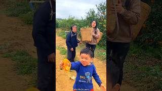 Harvest Fresh Orange 🍊🍊 from Farm Amazing Juicy Orange Fruits shorts youtubeshorts orange [upl. by Hadwyn647]