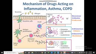 Mechanism of Respiratory Drug Action AntitussiveBranchodilatorsAsthmaCOPDExpectorants pharmacy [upl. by Eihcra]