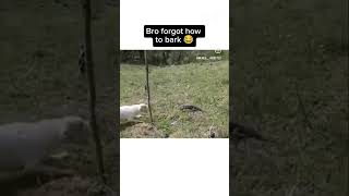 Bro forgot how to bark like a dog fypシ゚viral funnyshorts 😂😂 [upl. by Airebma]