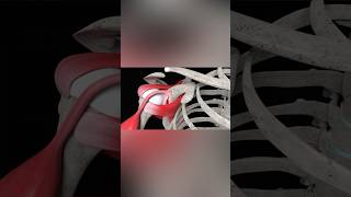 Shoulder Labral Tear Repair medicalanimation health shorts [upl. by Casar]