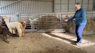 Training a cria to walk in a head collar [upl. by Lubin]