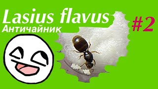 Lasius flavus 2 Античайник [upl. by Joachima209]