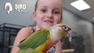 My 7 yr Old Tamed This Rescue Bird in 2 Days  Pineapple Cheek Conure Taming [upl. by Kynthia]