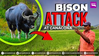 BISON ATTACK at Canacona [upl. by Niryt393]