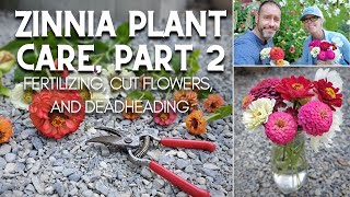 😀 Zinnia Plant Care Part 2 Fertilizing Cut Flowers and Deadheading 😀 [upl. by Arlena]