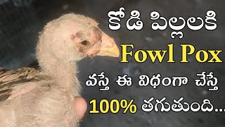 How to cure Fowl Pox naturally in chickens  in Telugu  luckyfarms20 [upl. by Golter353]