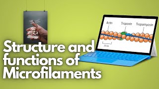 Microfilaments Structure and functions [upl. by Nalim770]