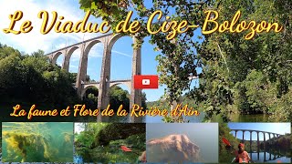 Le viaduc de CizeBolozon ainsi que la Faune et la Flore de la rivière dAin [upl. by Hayouqes]