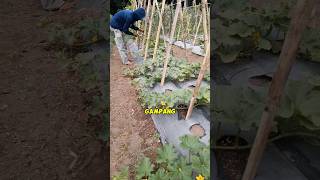 Cara ikat tanaman melon dengan cepat menggunakan tape tool petanimillenial agriculture tapetool [upl. by Peer]