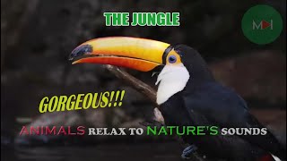 THE JUNGLE IS GORGEOUS  ANIMALS RELAX TO NATURES SOUNDS [upl. by Spielman]