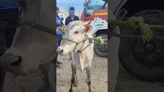 Kundarapalli Friday market Krishnagiri district tn24sakthivlogs [upl. by Lucio]