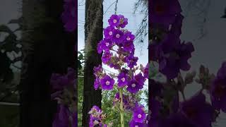 Large Leaf Princess Flower Tibouchina grandifolia floridaflowers [upl. by Ennaylil10]