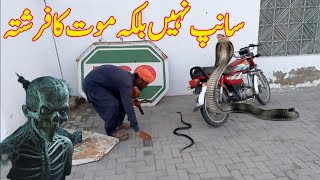 King Cobra new video King Cobra snake  jogi snake  snake rescue india  J9 Plus tv [upl. by Ahtanamas]