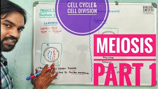 Meiosis  Part 1  Cell division [upl. by Iris863]