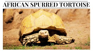 Unveiling the Giant Fascinating Facts About the African Spurred Tortoise [upl. by Stevens]