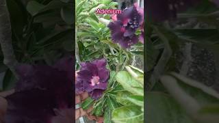 Adenium flower adeniumflowerplants adeniumlover ytubeshorts love music bollywood hindisong [upl. by Elacsap]