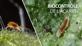 Biocontrôle de lacarien tétranyque avec la cécidomyie Feltiella acarisuga [upl. by Germaun404]