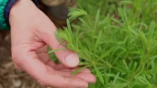 Cleavers Plant Identification – Herbal Walk Series [upl. by Aitrop]