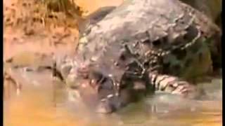 Electric Eel Vs Crocodile Amazonian Cayman [upl. by Ardin]