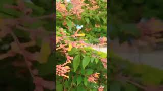 ஹமீலியா பேடன்ஸ் ❤️❤️Hamelia patens  Fire bush plant ❤️💓 gardening plants nature love 🥰😘❤️ [upl. by Zusman]