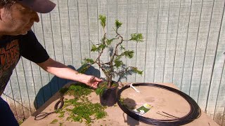 🌱 Backyard Bonsai 4 🌱 How to turn a Garden Nursery Arborvitae into a Bonsai Tree [upl. by Enecnarf971]