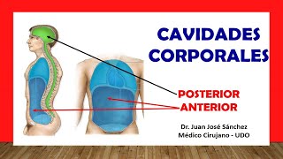 🥇 CAVIDADES CORPORALES EN ANATOMÍA Subdivisiones Fácil Rápido y Sencillo [upl. by Riplex168]