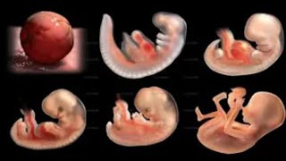 Pregnancy Week By Week Week 1 41 Fetal Development 👶9 Months in the womb  3D animated pregnancy [upl. by Terra659]