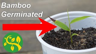 My red Bamboo germinated [upl. by Zile]