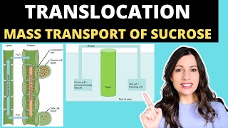 TRANSLOCATION OF SUCROSE Alevel Biology mass flow hypothesis in plants and structure of the phloem [upl. by Adnema]