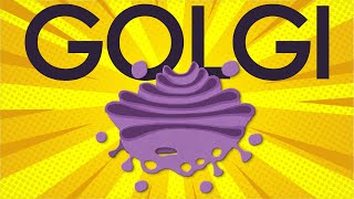 Golgi apparatus structure and function [upl. by Bucher582]