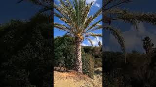 Omega beach Kato Pyrgos Cyprus cyprusisland beach cyprusbeach beachvibes [upl. by Laehcar]