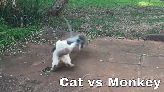 Cat vs Monkey  Thug Life [upl. by Milore]