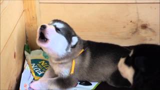 Alaskan Malamute puppy howling 15 day old [upl. by Ines]