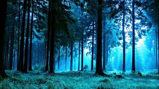 Forest Night Nature Sounds for Sleep or Studying  White Noise 10 Hours [upl. by Eerrehs230]