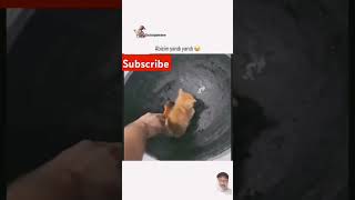 Cat fry🤣🤣 cat catlover funny kitten kidssong comedy funny shortvideos shorts ytshorts [upl. by Havard155]