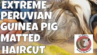 Guinea Pig Haircut with Pigtunia the Peruvian [upl. by Eleik]