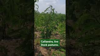 Calliandra live stock pastures [upl. by Greene]