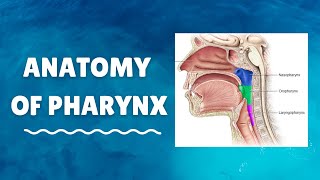 Introduction to Anatomy of Pharynx [upl. by Lux]