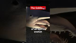 The Mysterious Goblin Shark Natures DeepSea Enigma [upl. by Geoffrey25]