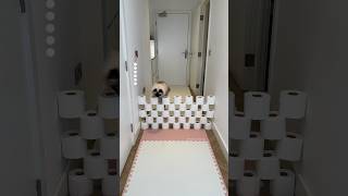 Jerrie is a wall destroyer 🤣 cat catchallenge catvideos [upl. by Venn]