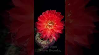 Time lapse flower cactus blooming Witness the magical beauty of a cactus flower in full bloom P26 [upl. by Yedrahs484]